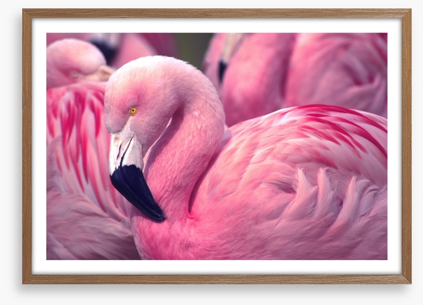 The pink flamingo