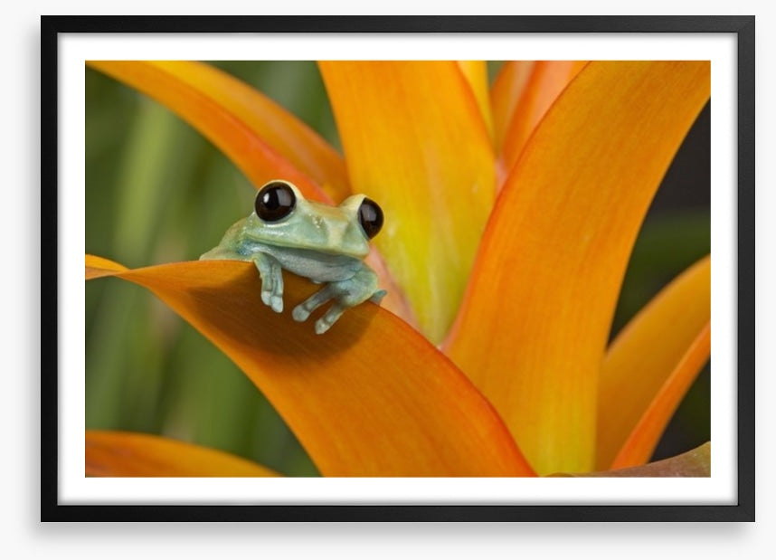 Reptiles / Amphibian