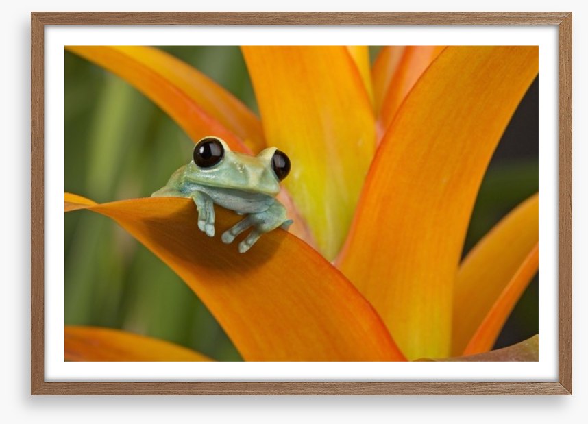 Reptiles / Amphibian