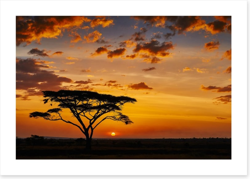 Savanna sunset silhouettes