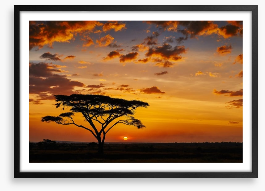 Savanna sunset silhouettes
