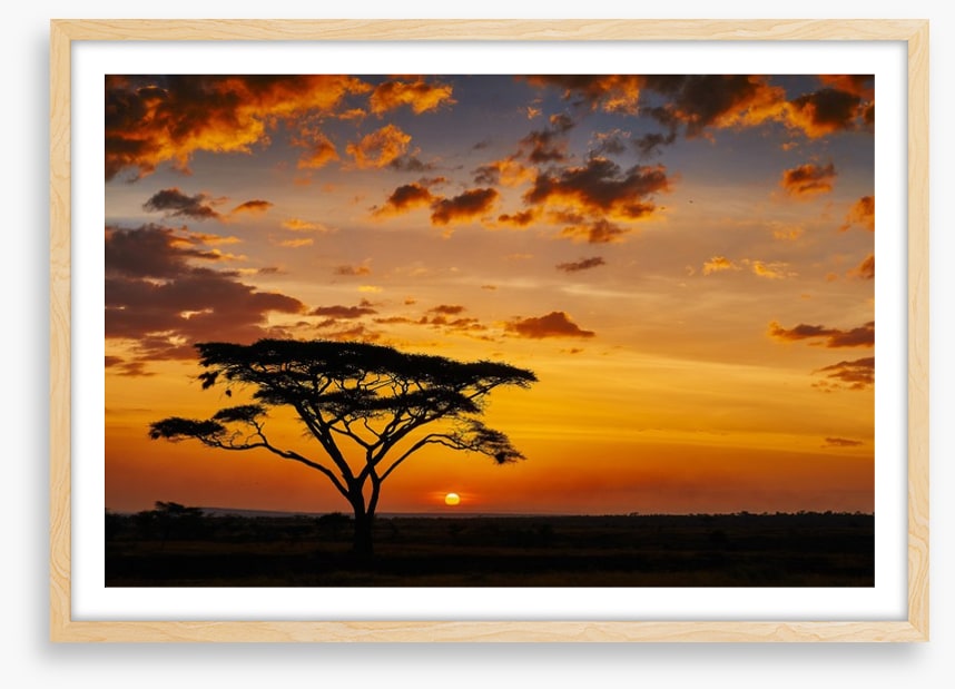 Savanna sunset silhouettes