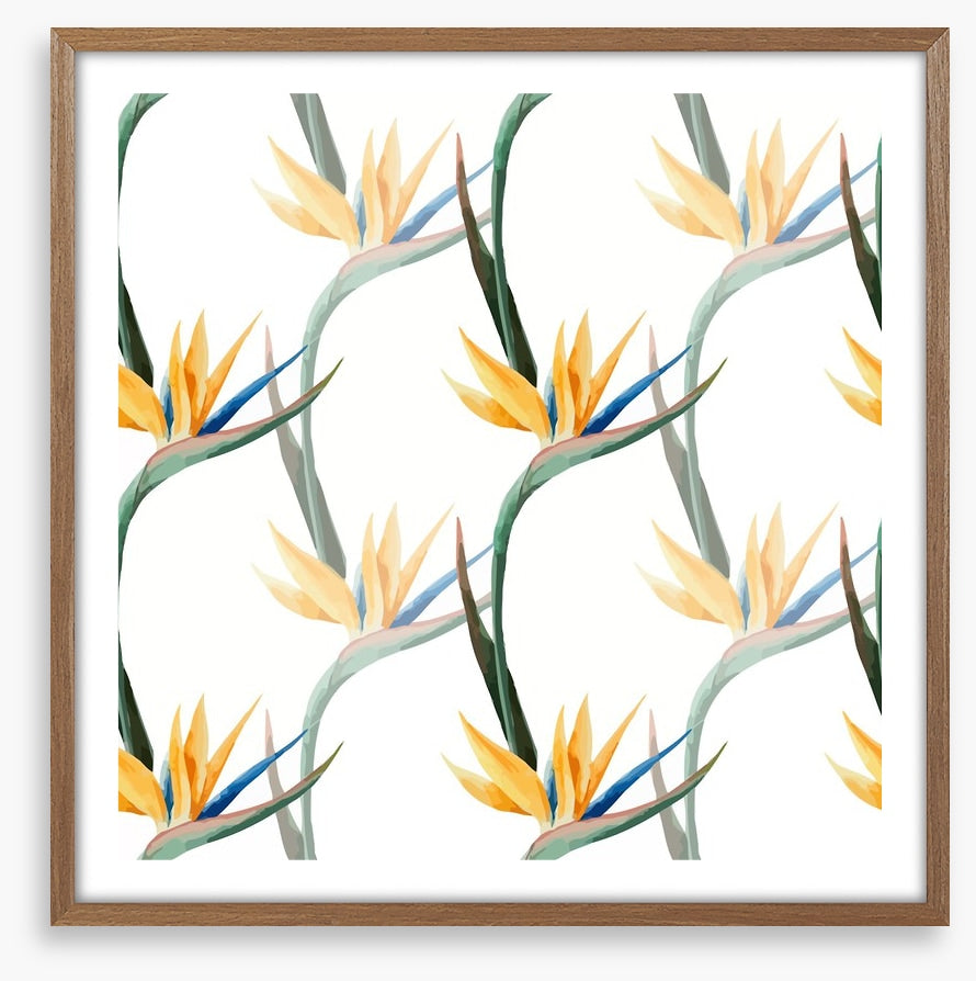 Birds of paradise