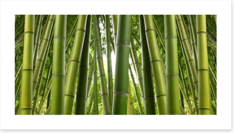 Bamboo jungle