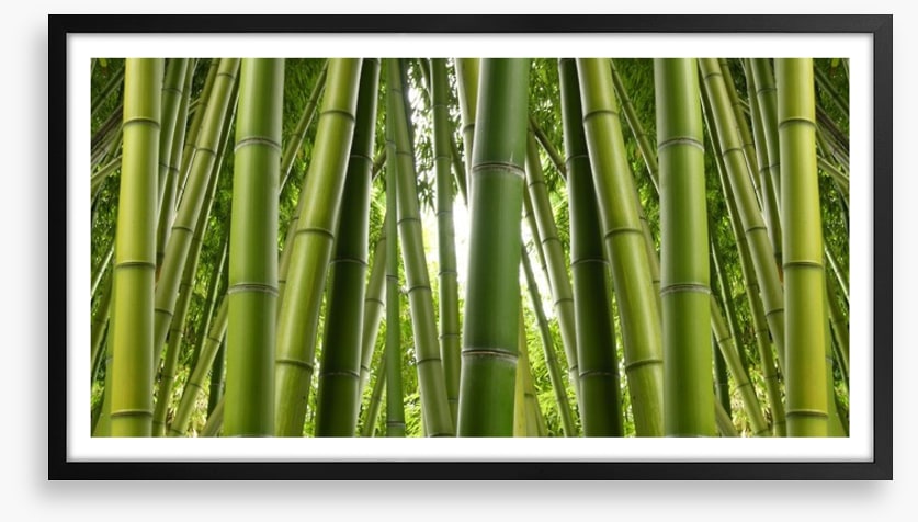 Bamboo jungle