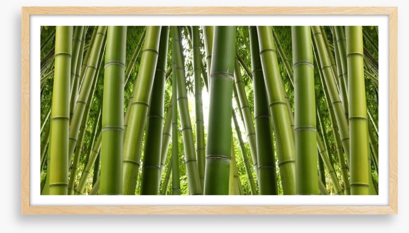 Bamboo jungle