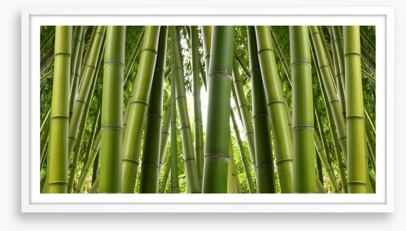 Bamboo jungle