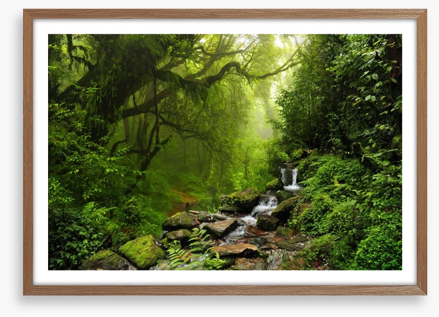 The jungle stream