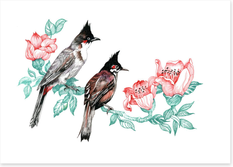 Birds