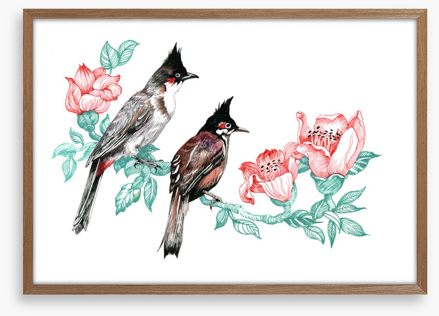 Birds