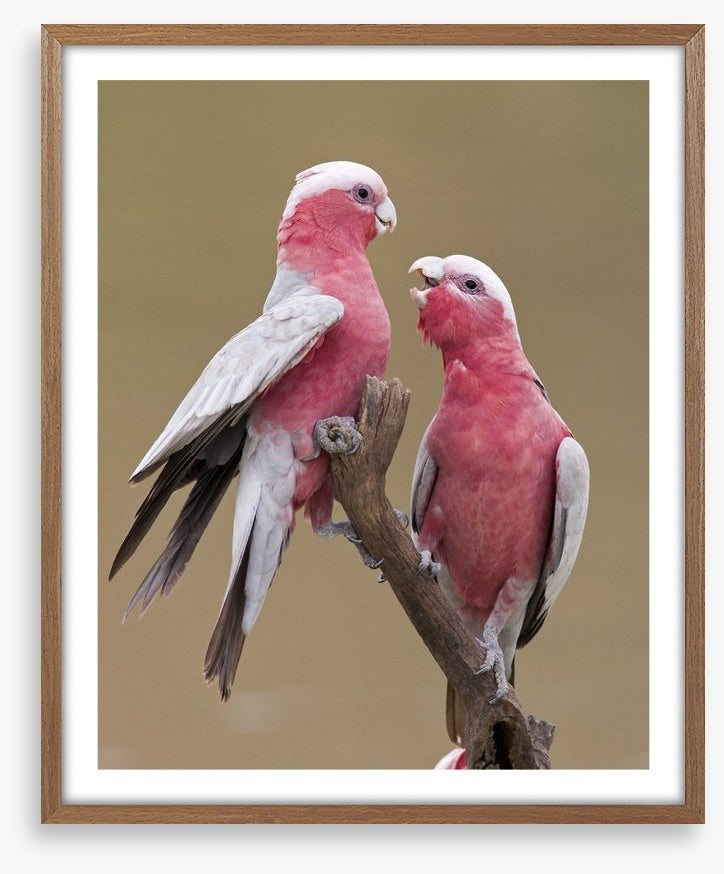 Don't be a galah