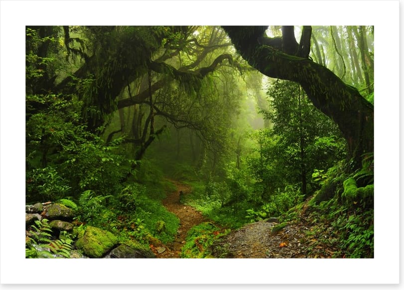 Amazon jungle