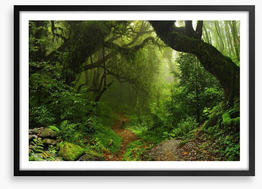 Amazon jungle