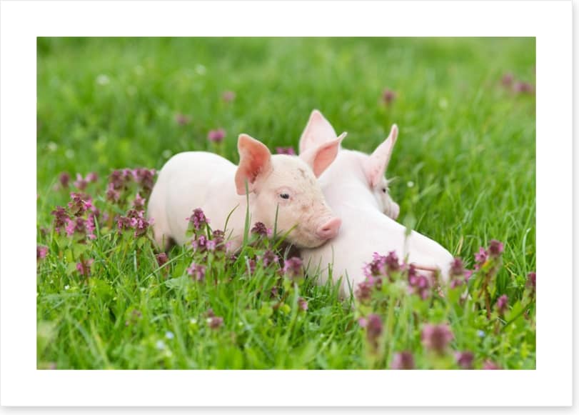 Piglet snuggles
