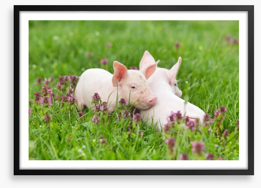 Piglet snuggles