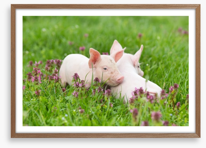 Piglet snuggles