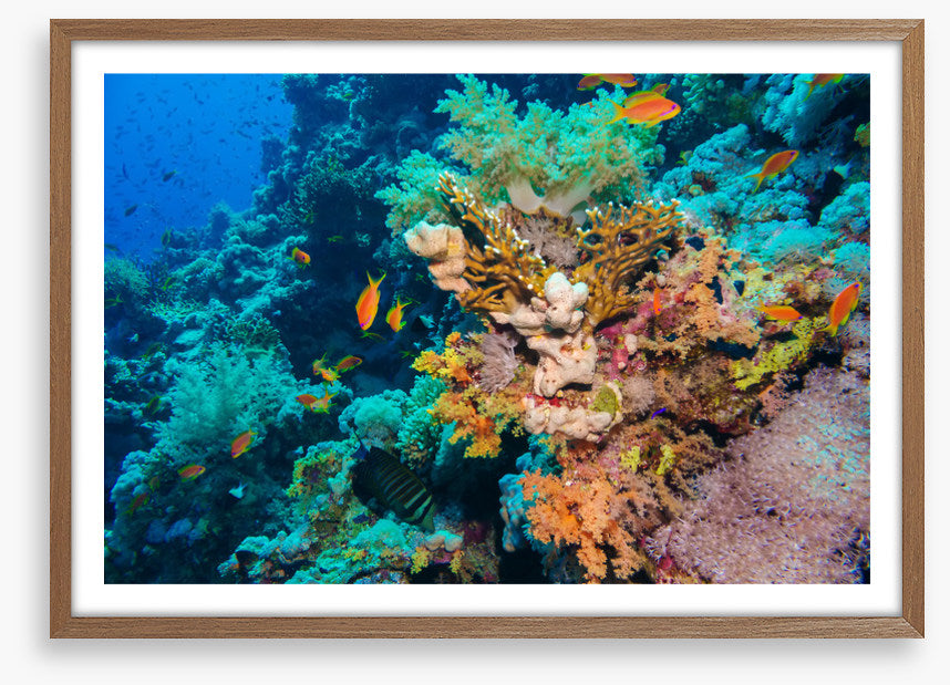Coral deep