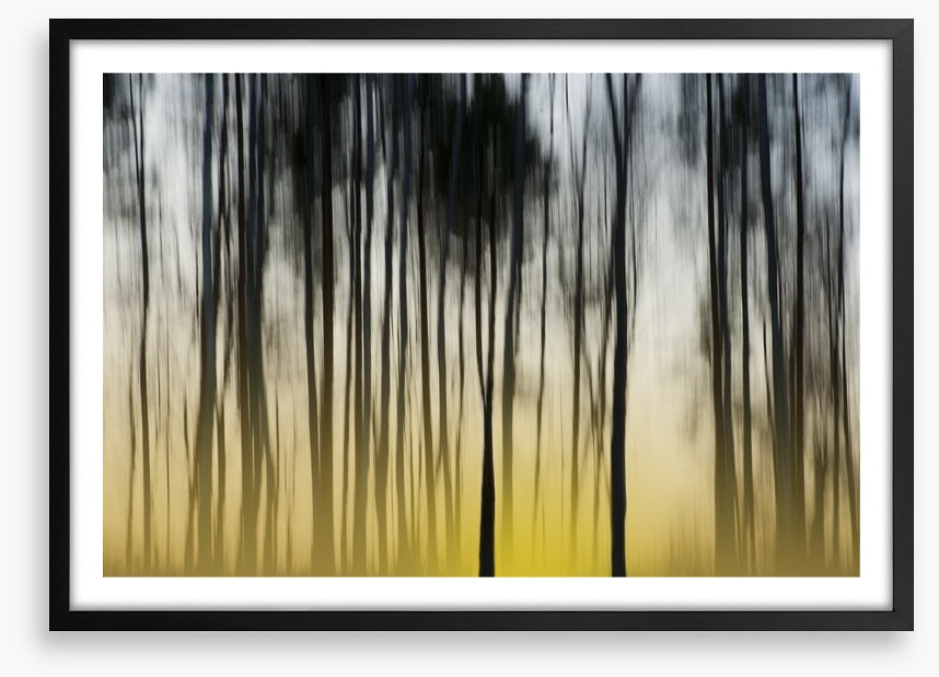 Dawn in the forest