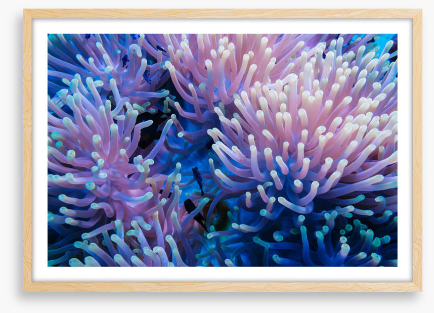 Anemone tips