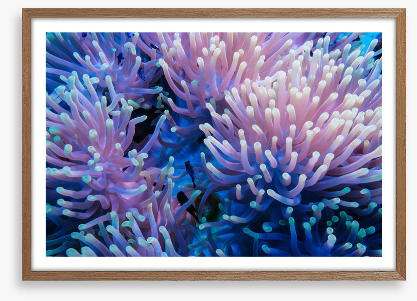 Anemone tips