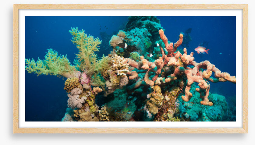 Blushing coral