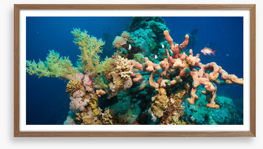 Blushing coral