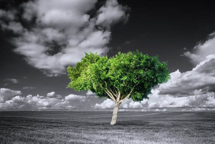The green tree