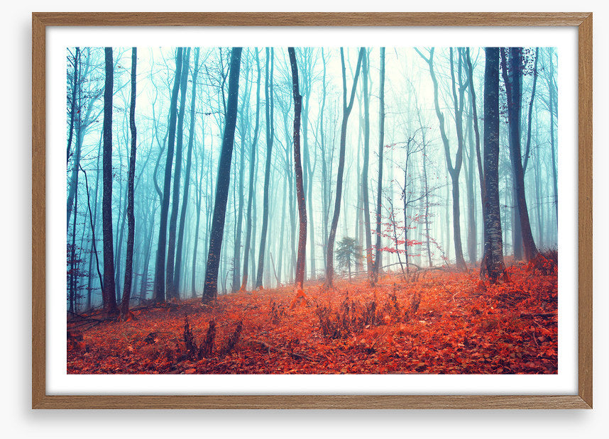 Lost in the forest