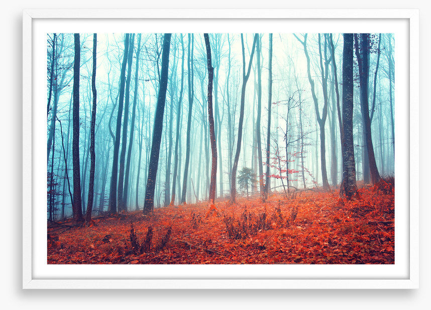 Lost in the forest