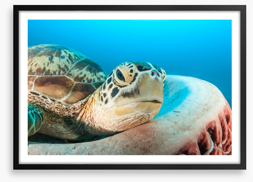 Turtle rest