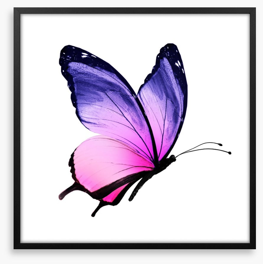 Beautiful butterfly