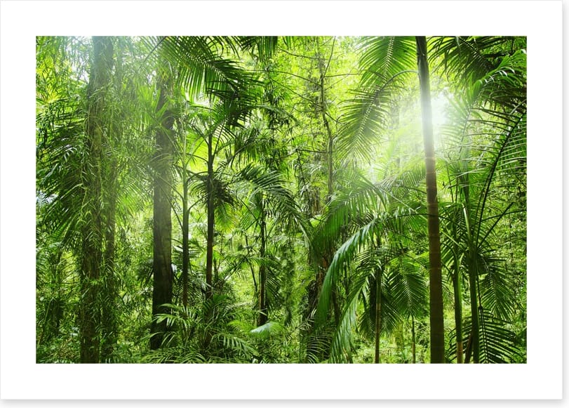 Jungle light