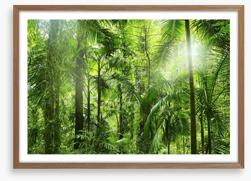 Jungle light