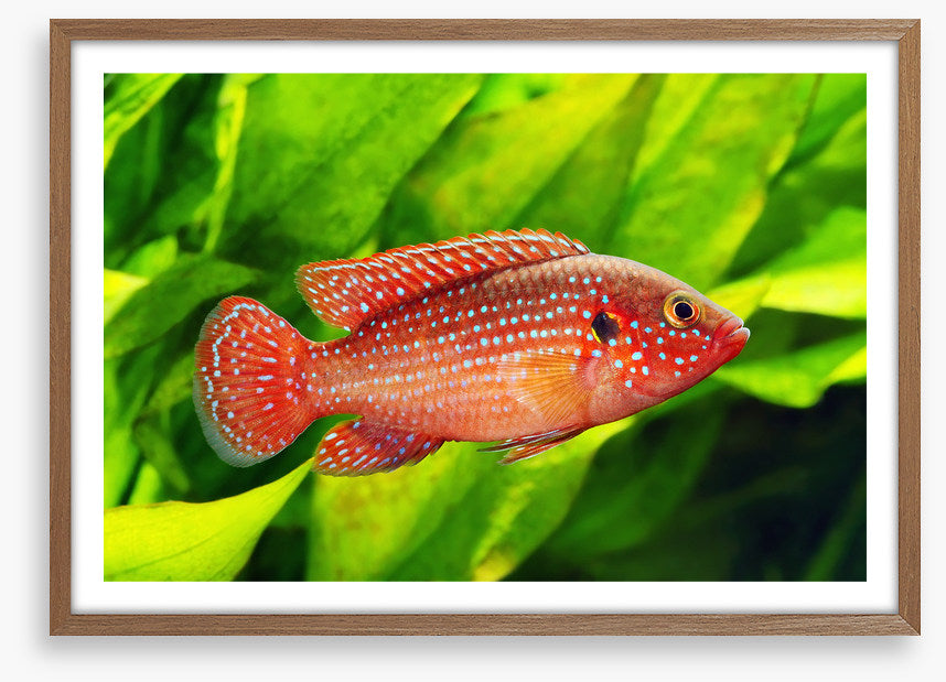 African jewelfish