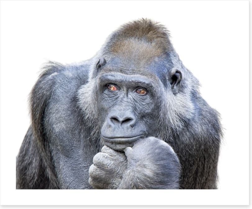 Contemplative gorilla