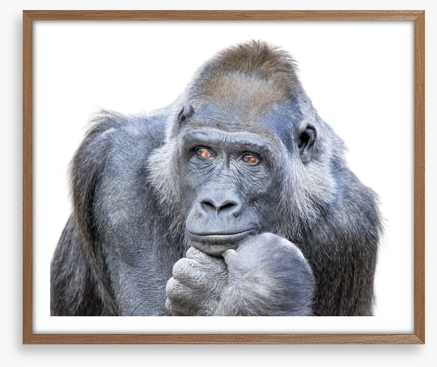 Contemplative gorilla