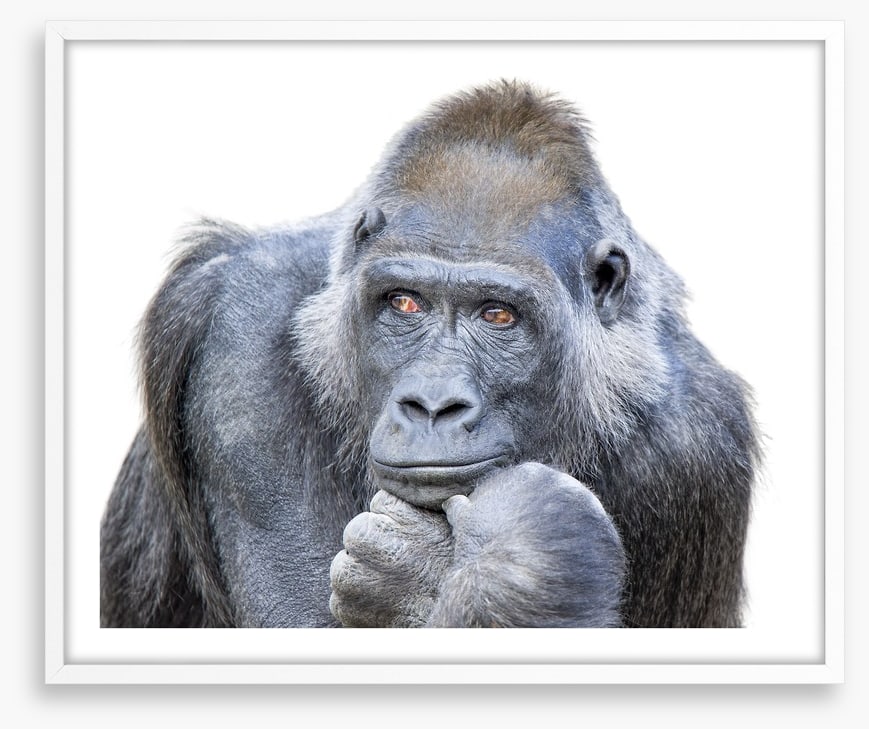Contemplative gorilla