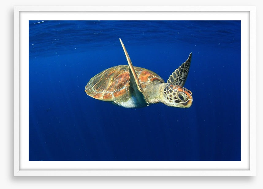 Water wings