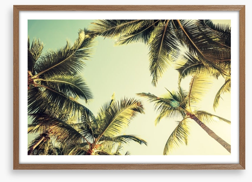 Coconut palms