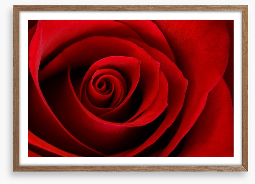 Red rose macro