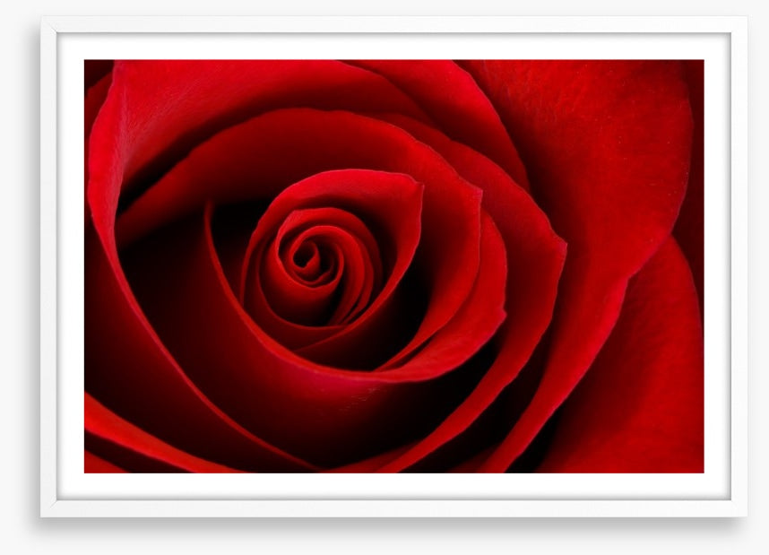 Red rose macro
