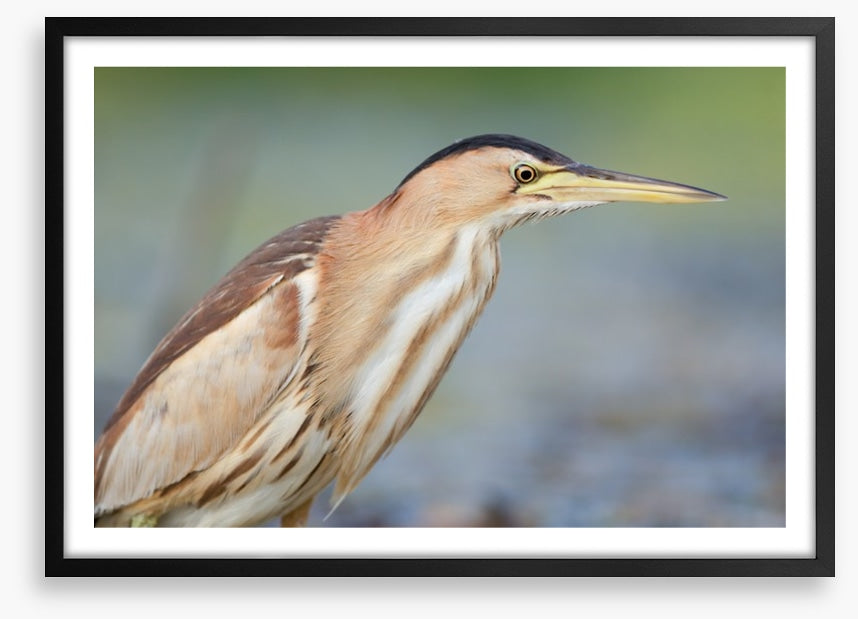 Beautiful bittern