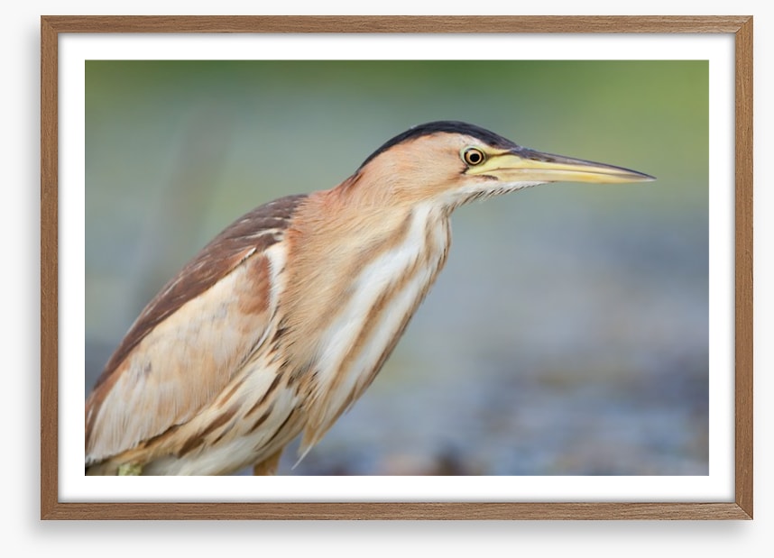 Beautiful bittern