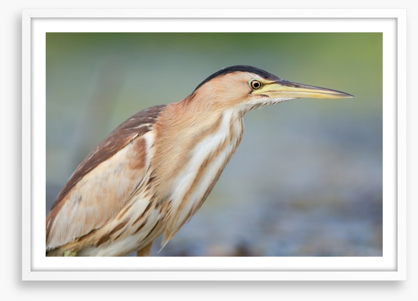 Beautiful bittern