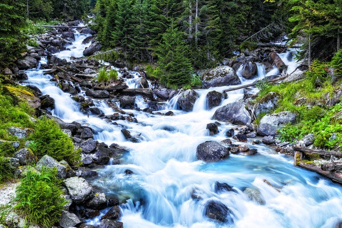 Pristine forest river