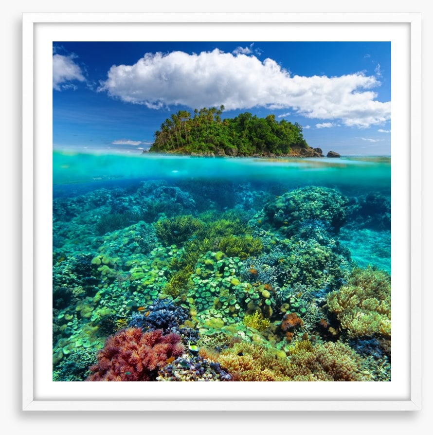 Underwater garden