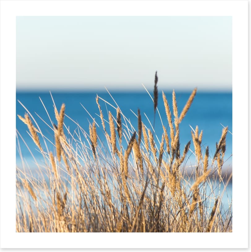 Golden beach grass