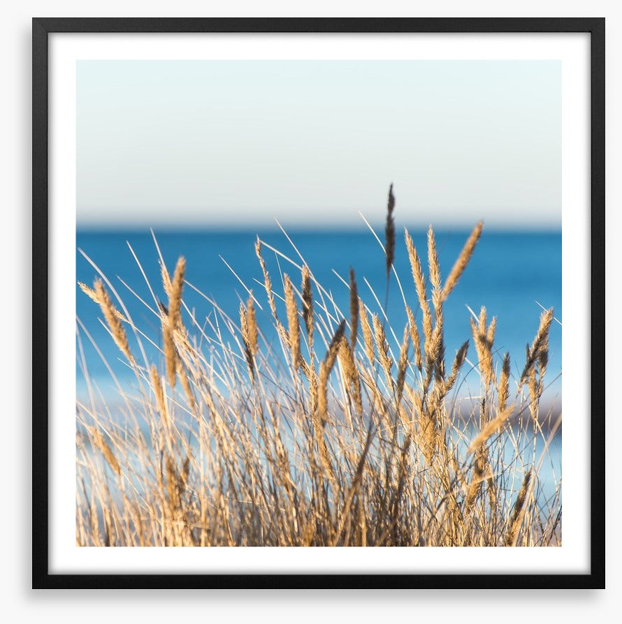 Golden beach grass