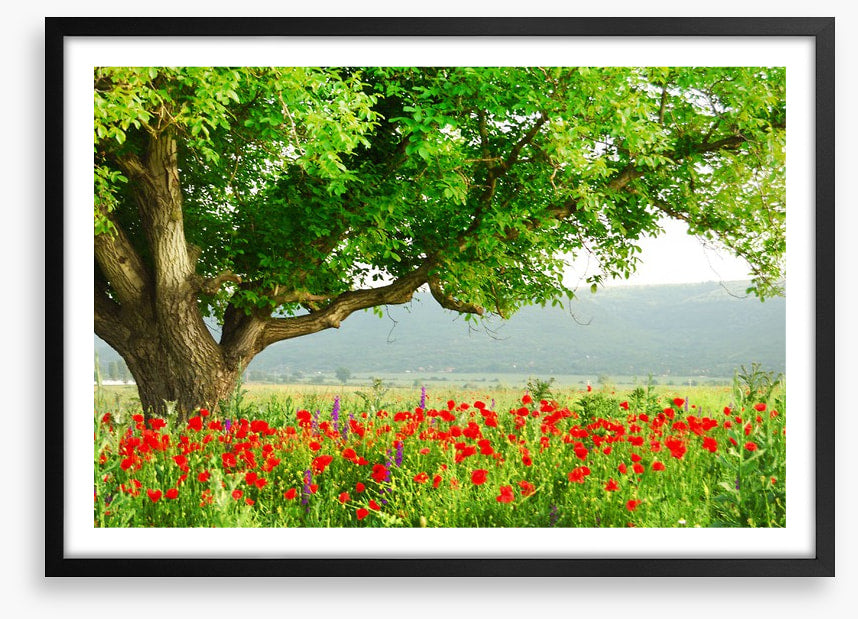 Green tree in the poppy field