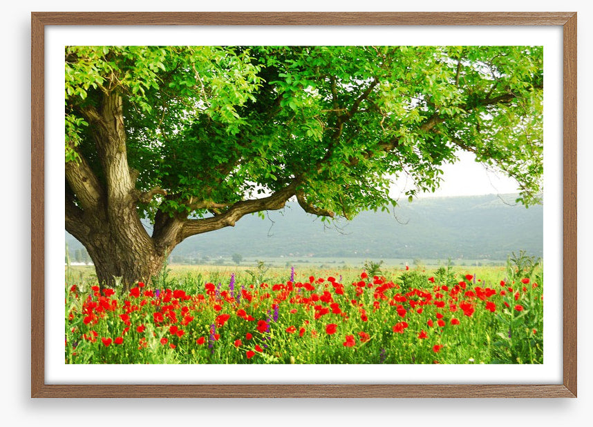 Green tree in the poppy field
